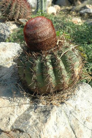 20060121142806   Cactus